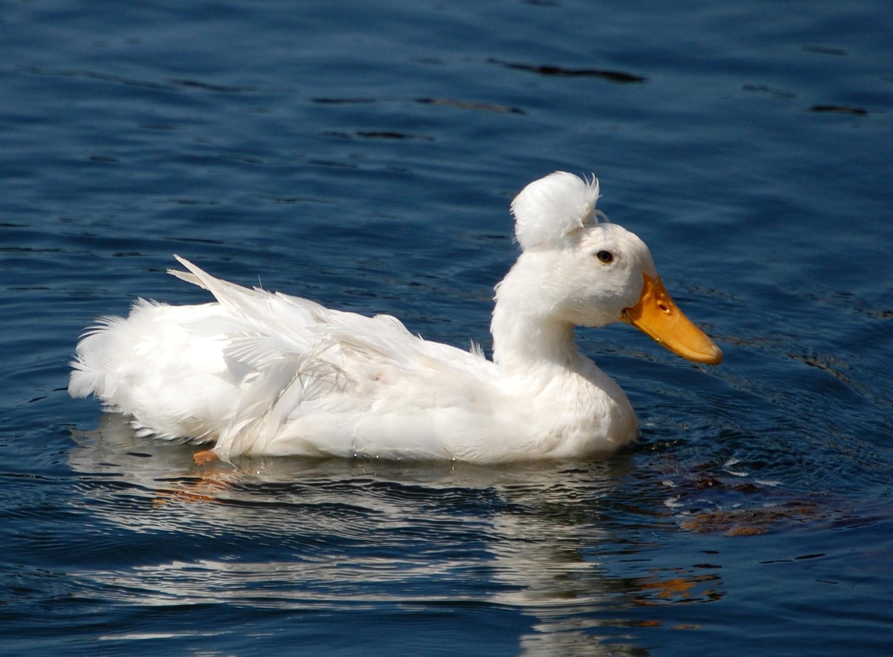 White Duck Swimming in the Water Wallpaper Download