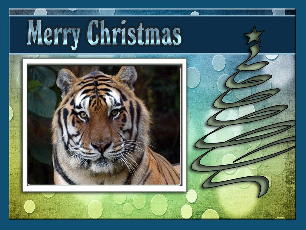 Christmas Tigers Wallpapers - Wallpaper Cave