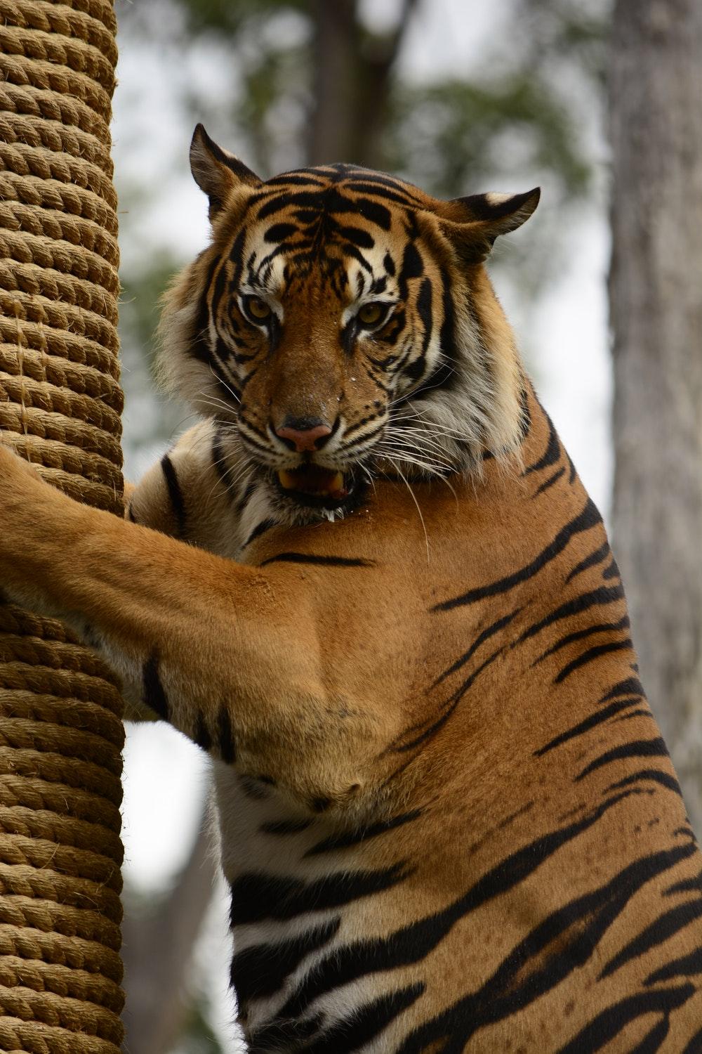 Tiger Portrait Picture. Download Free Image