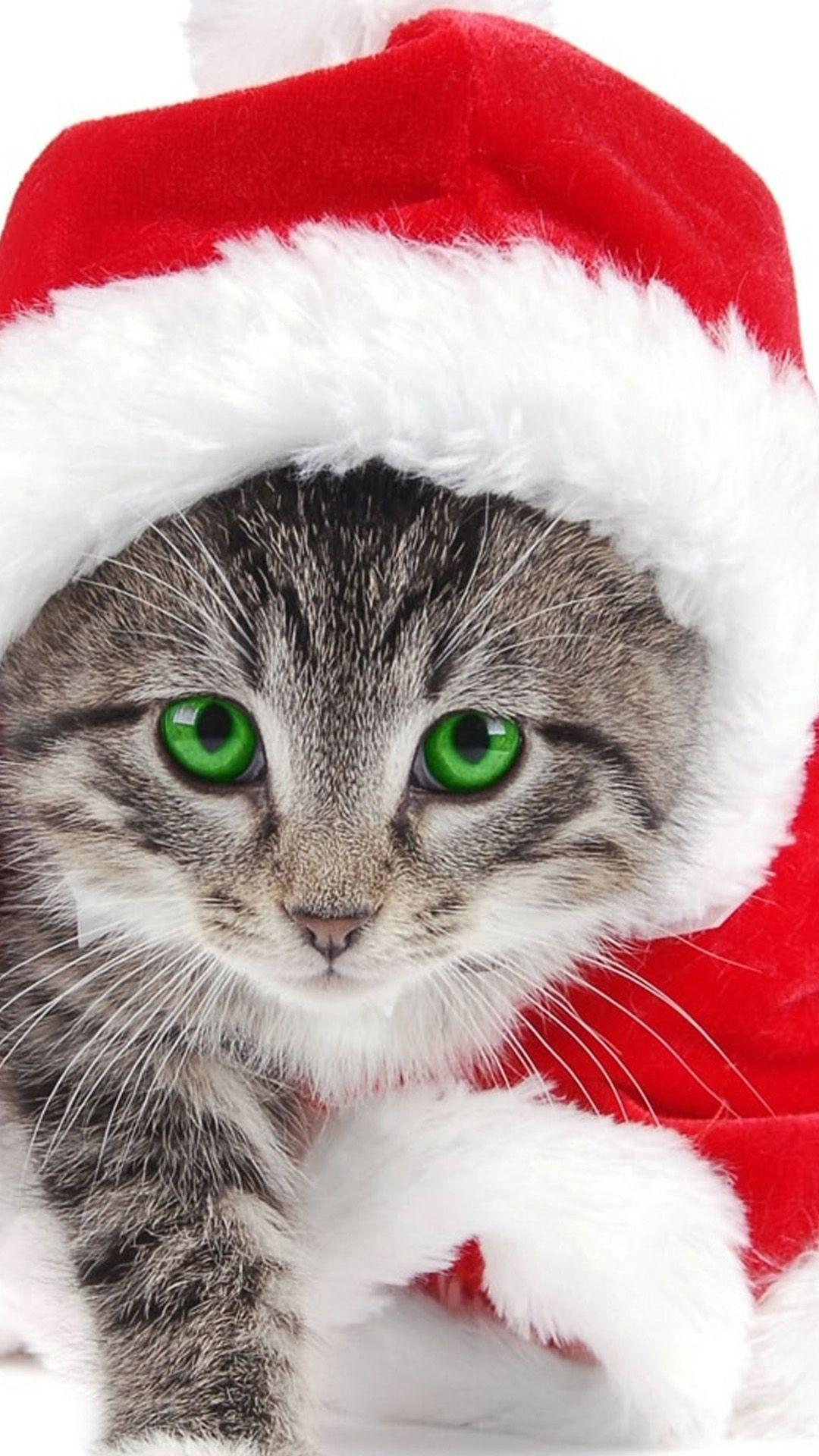 Christmas Cat Samsung Wallpaper, Samsung Galaxy S Galaxy S Galaxy Note 3 Wallpaper. Christmas kitten, Christmas cats, Cat wallpaper