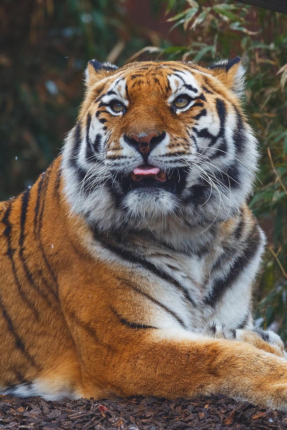 Tiger Portrait Picture. Download Free Image
