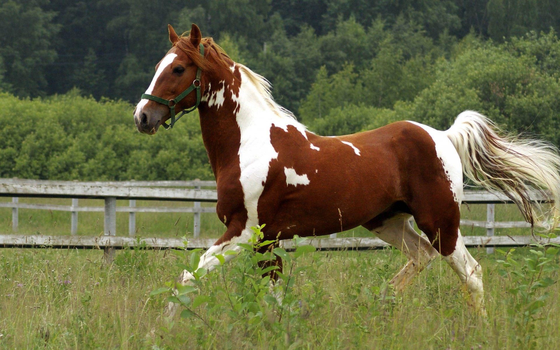 Download Horses 6713 1600x1200 px High Resolution Wallpaper