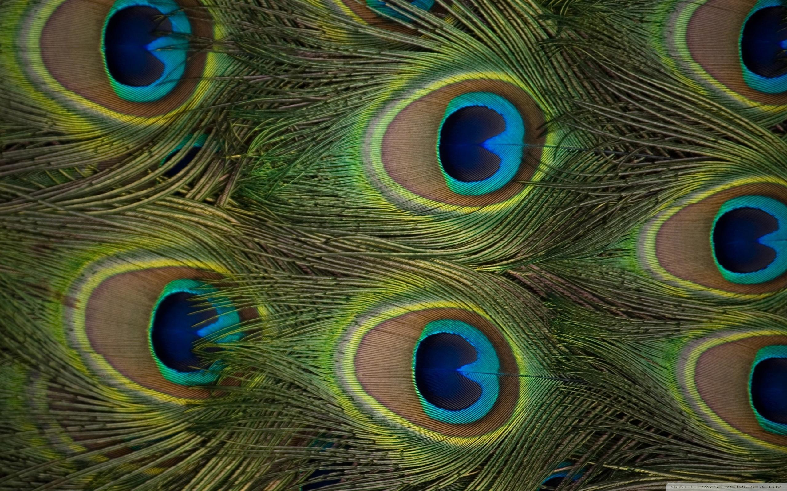 Peacock Feathers HD desktop wallpapers : High Definition