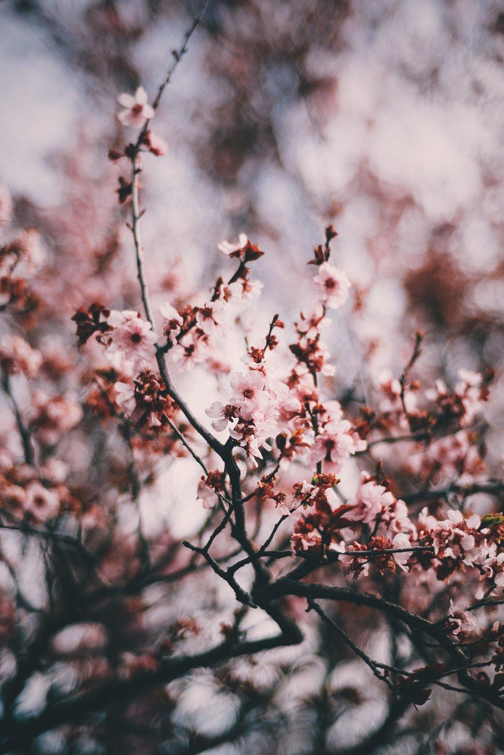 Floral Wallpaper. First and Last's