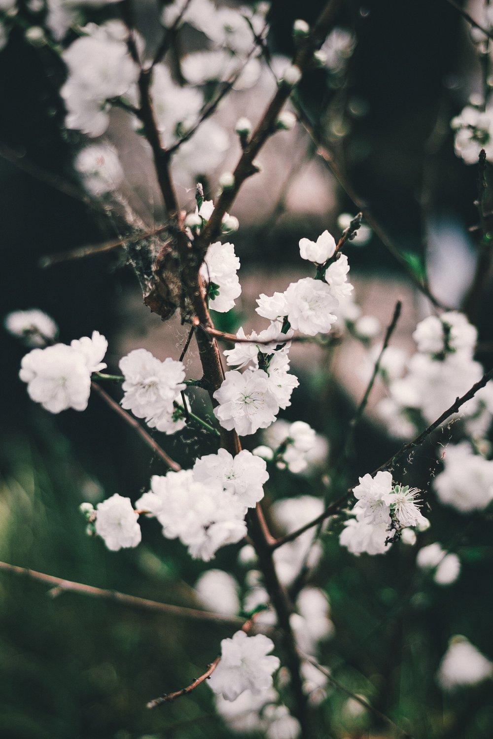 Floral Wallpaper. First and Last's