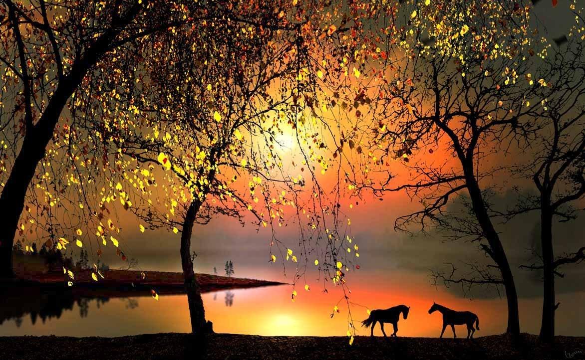 Beautiful Nature image Horses HD wallpaper and background photo