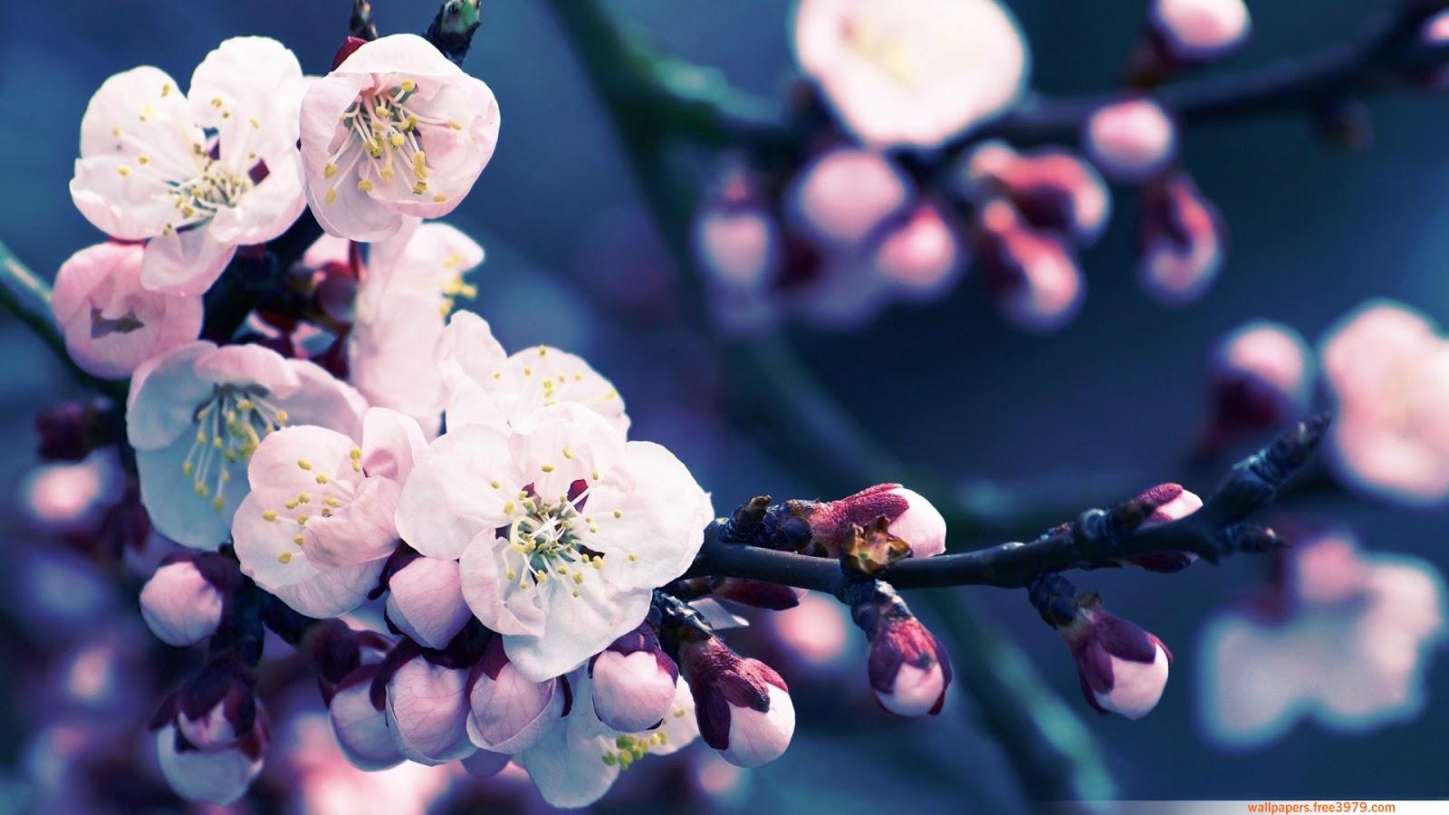 Wallpaper Wallpaper: Asian Cherry Blossom Flower