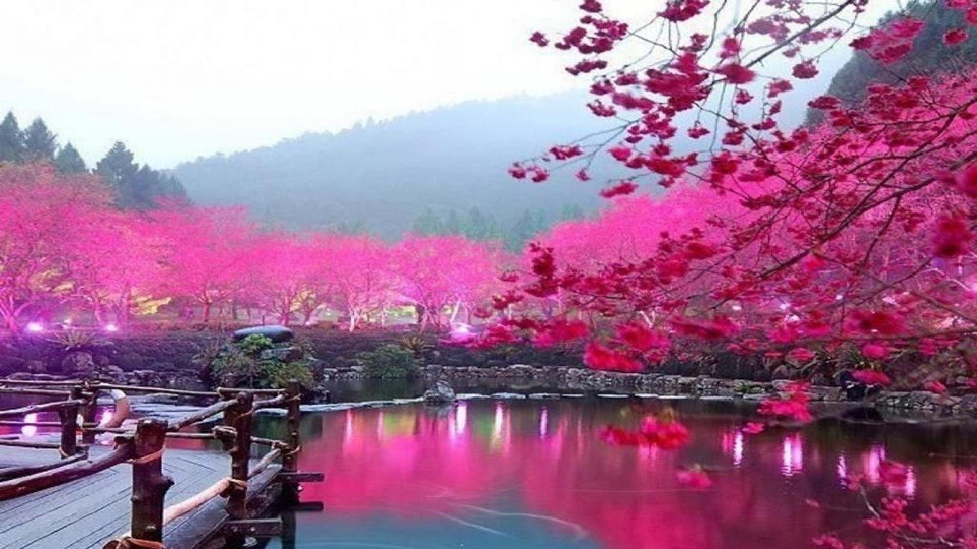 Japanese Garden Cherry Blossom Wallpaper Free Japanese Garden