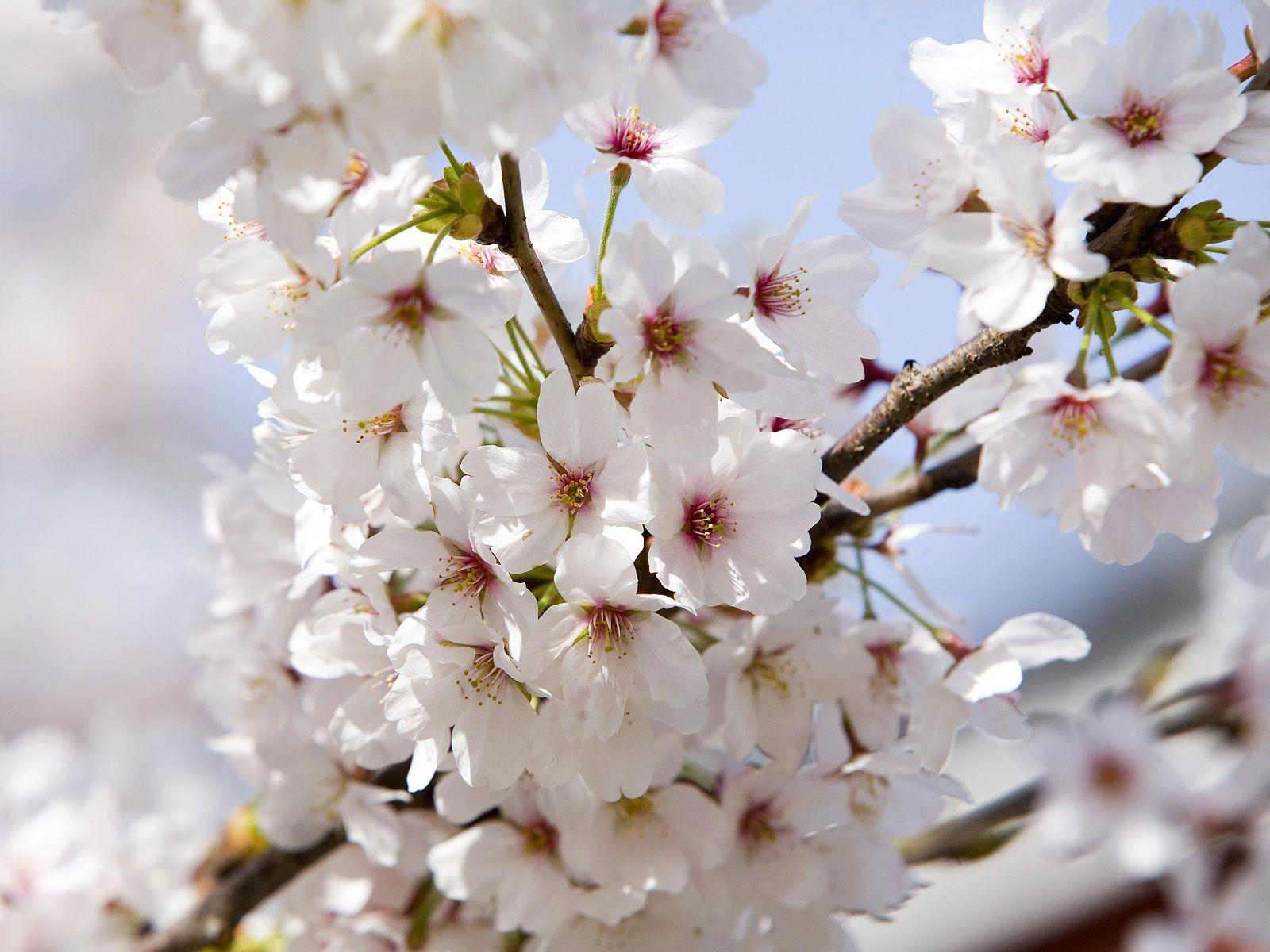 Cherry Blossoms Wallpaper Flowers Nature Wallpaper in jpg format