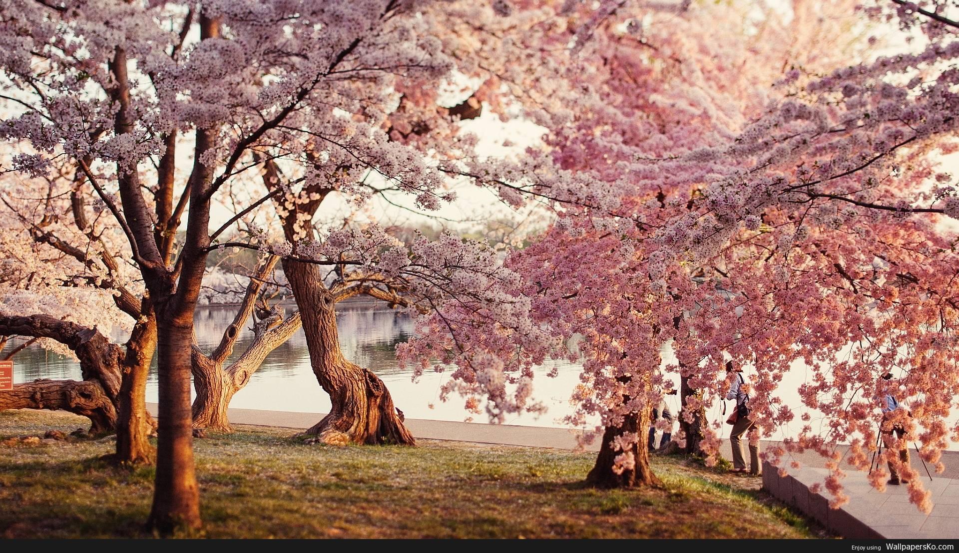 Cherry Blossom Wallpaper Desktop. HD Wallpaper Download