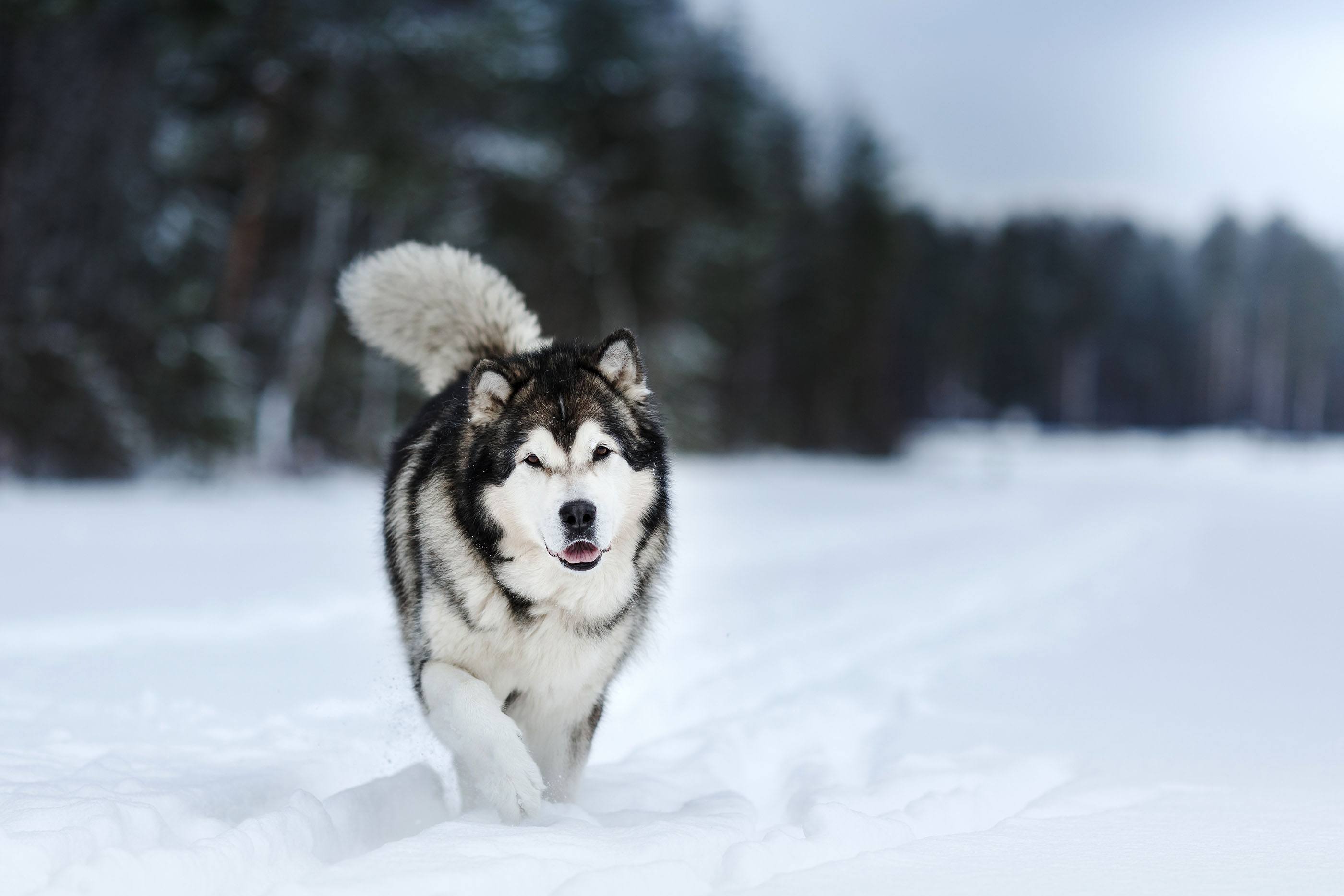 Alaskan Malamute Wallpapers - Wallpaper Cave