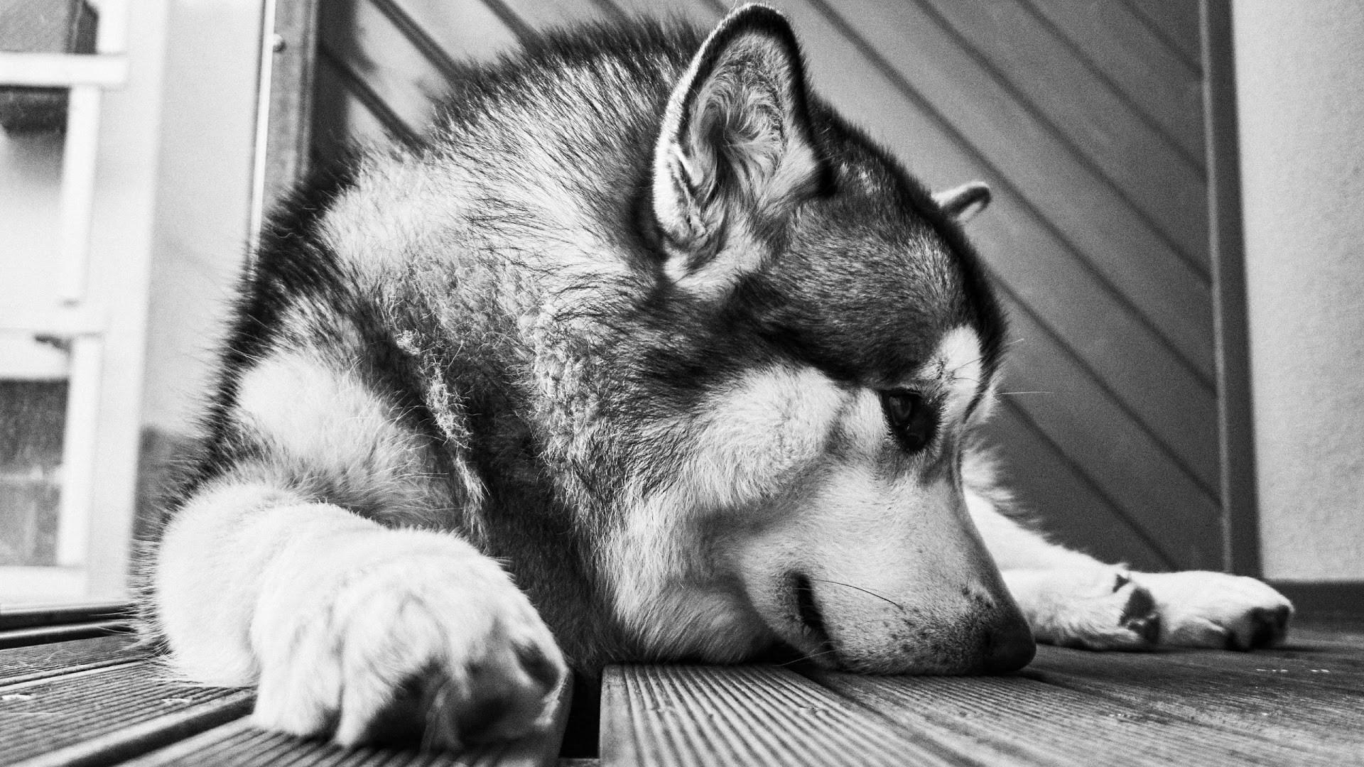 free high resolution wallpaper alaskan malamute