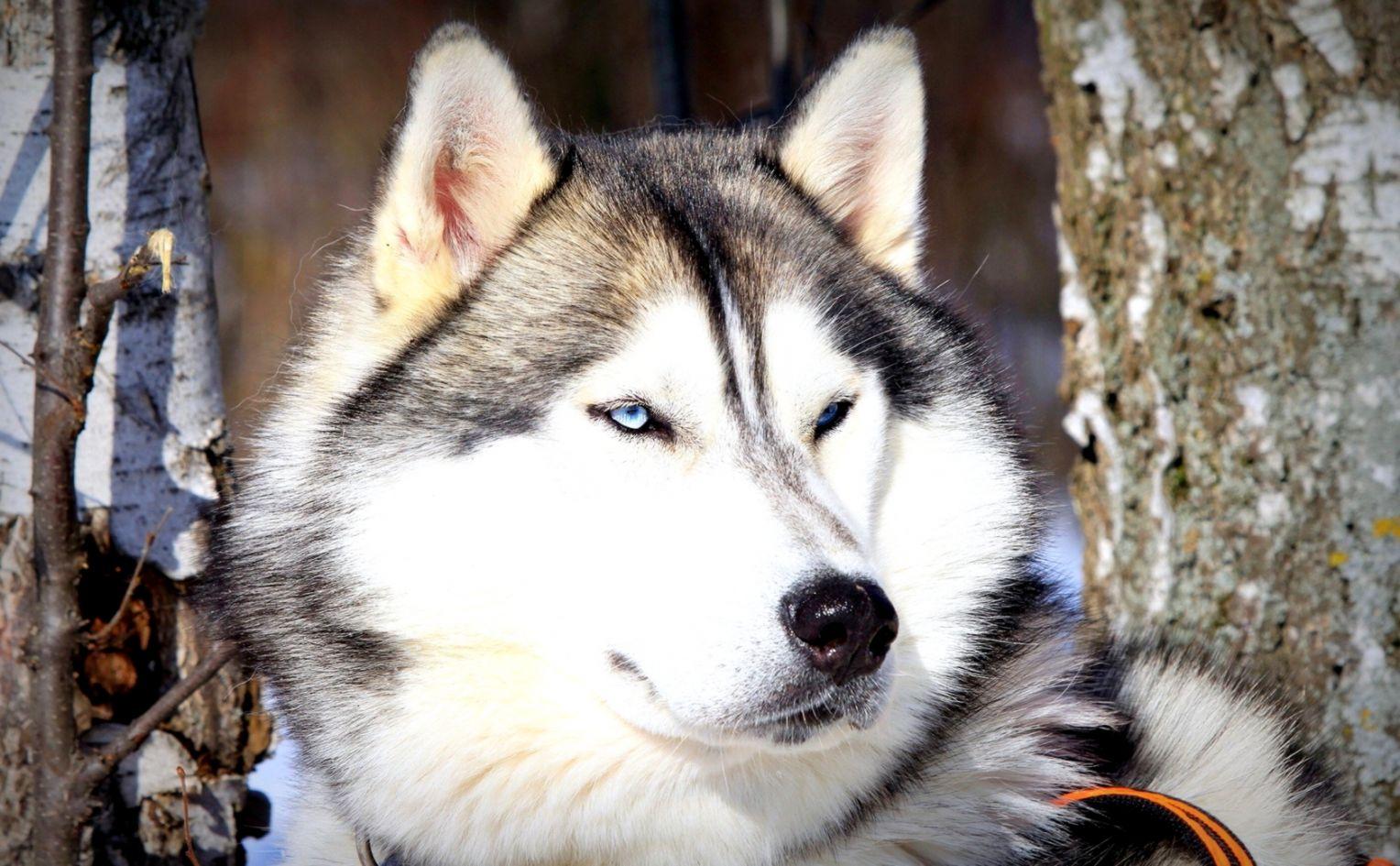 White Alaskan Malamute Dog Animals Picture Wallpaper