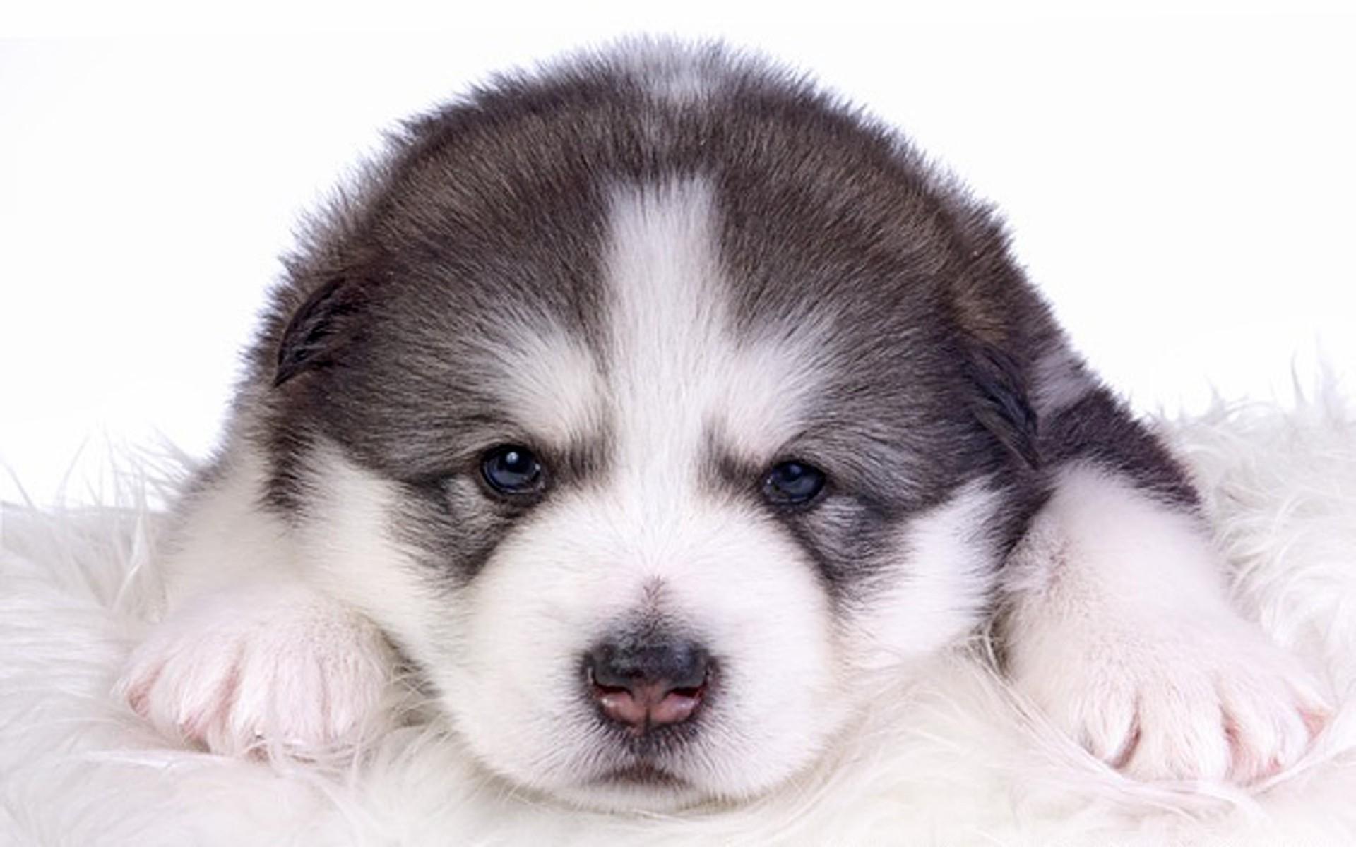 Alaskan Malamute Young Puppy HD Wallpaper. Background Image