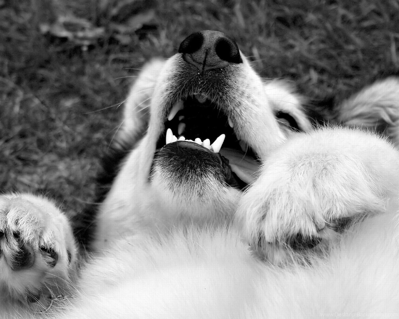 Playful Alaskan Malamute Wallpaper And Image Wallpaper