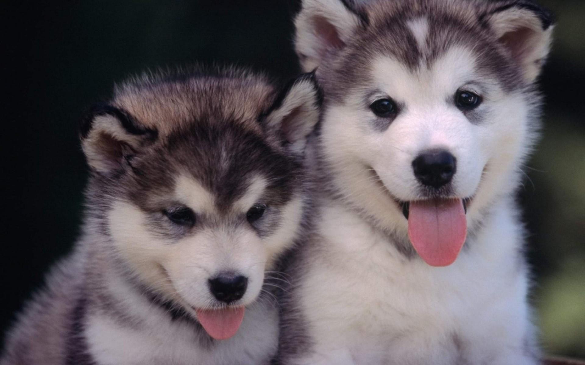 Animal Alaskan Malamute, Alaskan Malamute Puppies HD Wallpaper