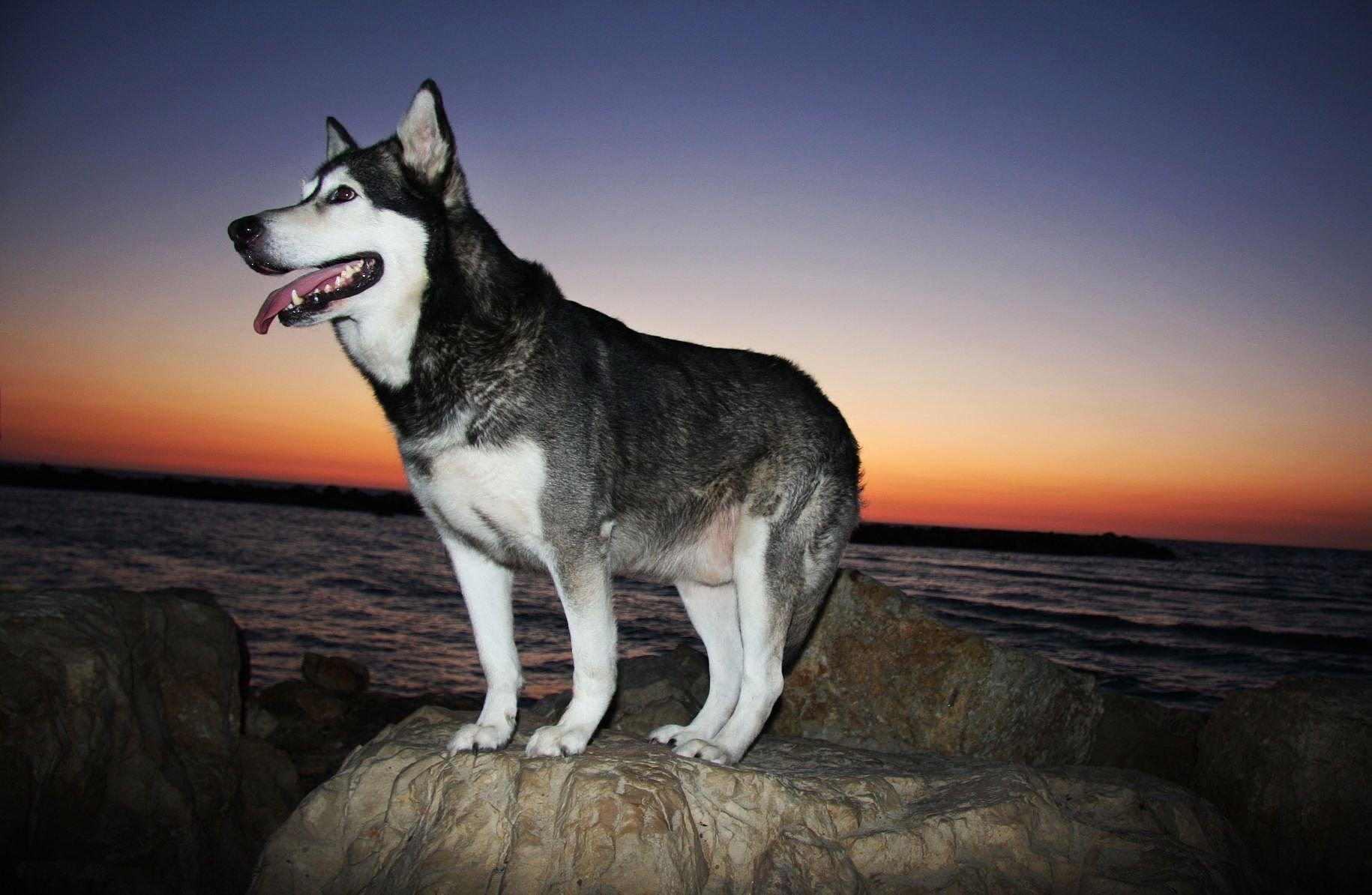 Alaskan Malamute Wallpapers - Wallpaper Cave