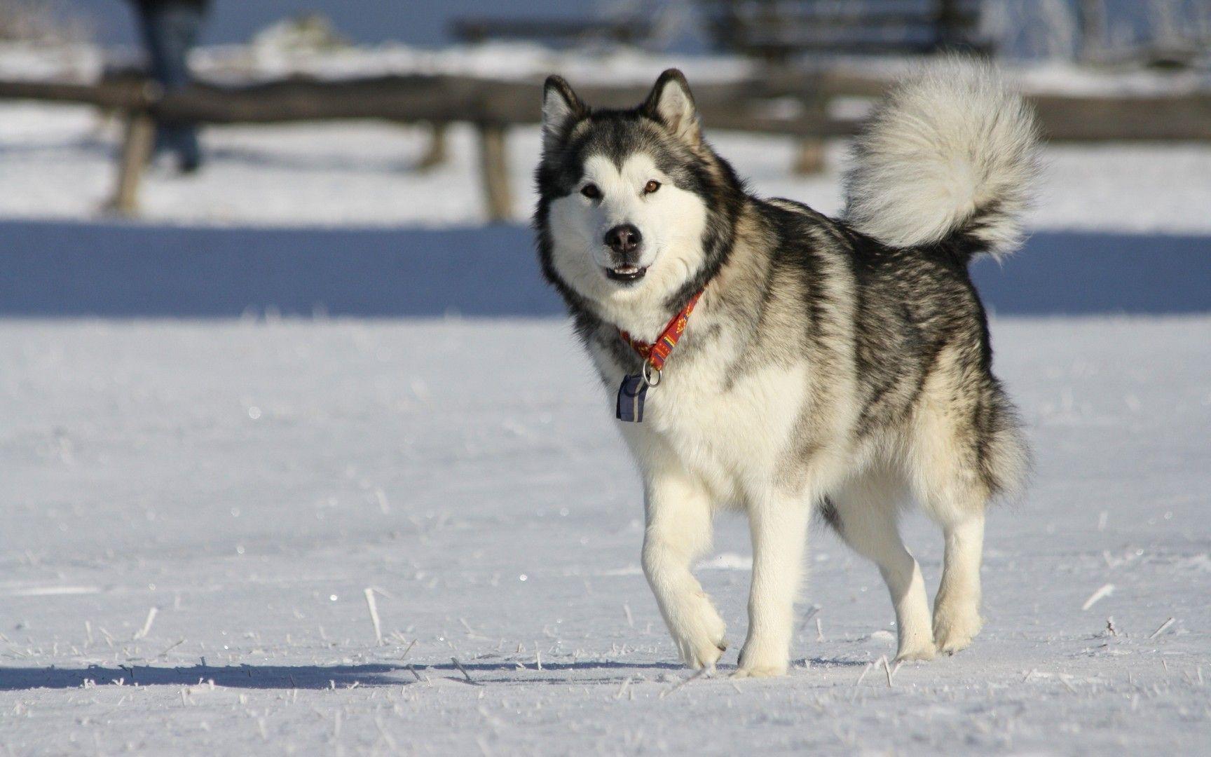 Wallpaper Blink Malamute Wallpaper HD 11 X 1080