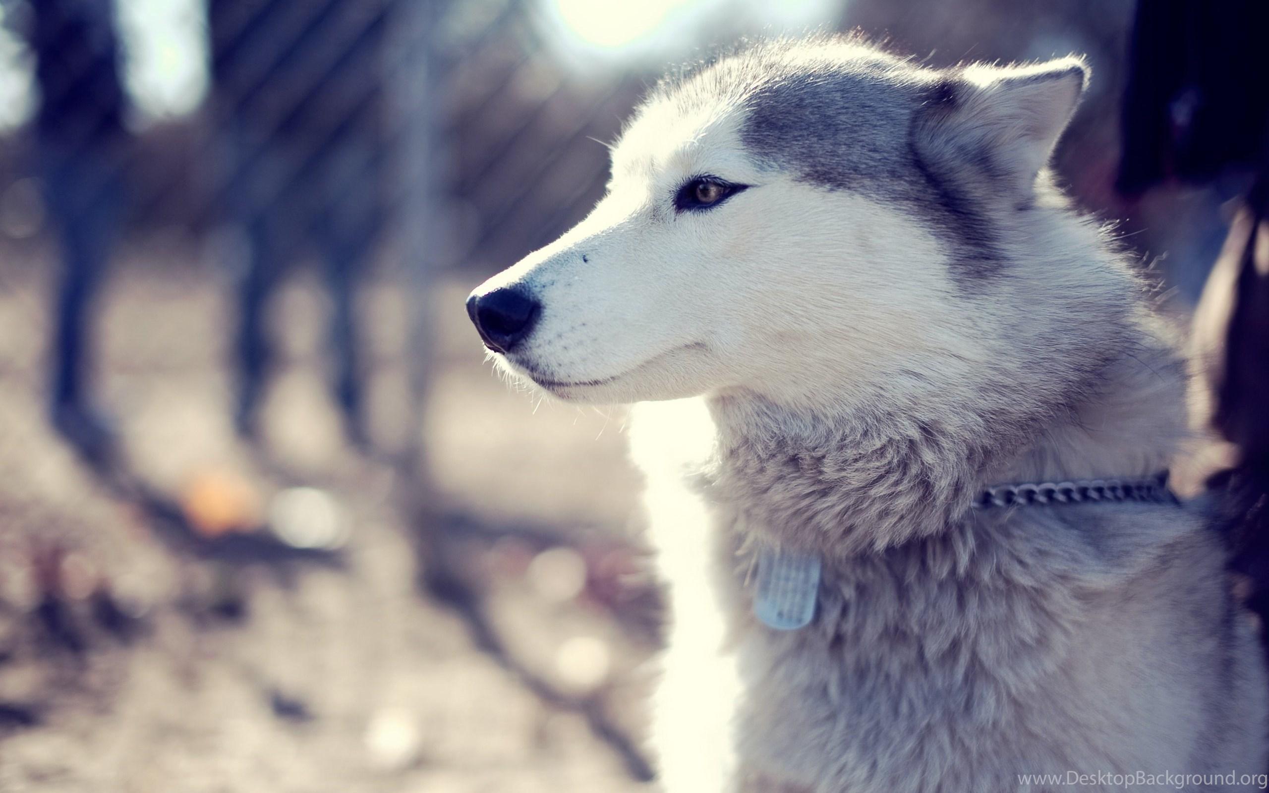 Female Alaskan Malamute Wallpaper And Image Wallpaper. Desktop