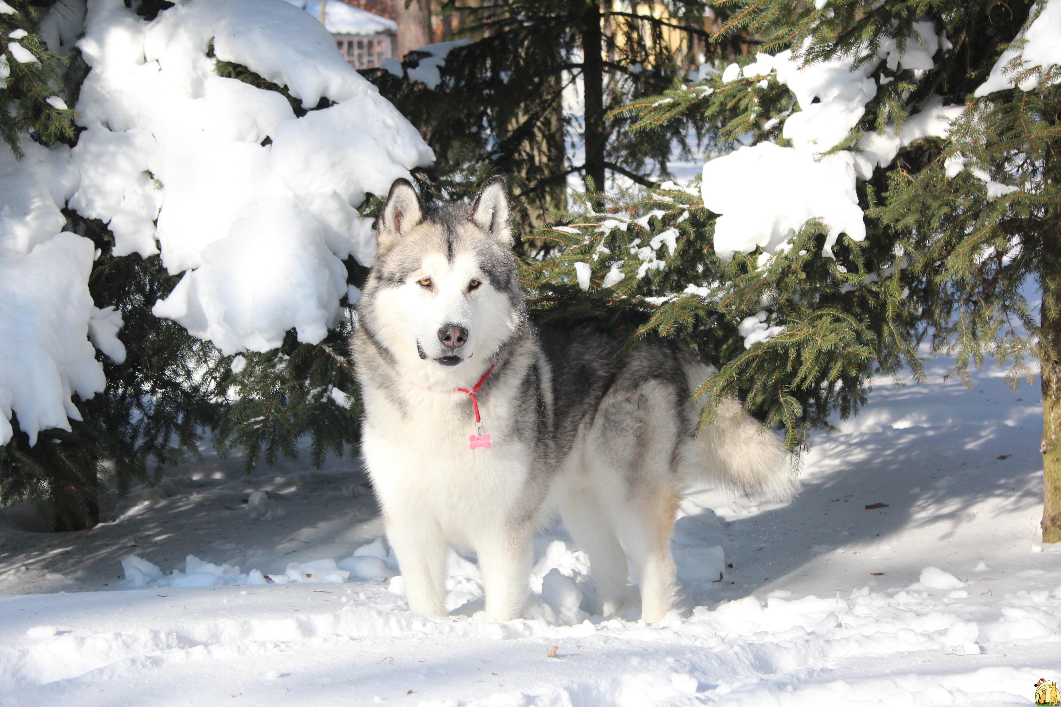 Alaskan Malamute Wallpaper 23 X 2304