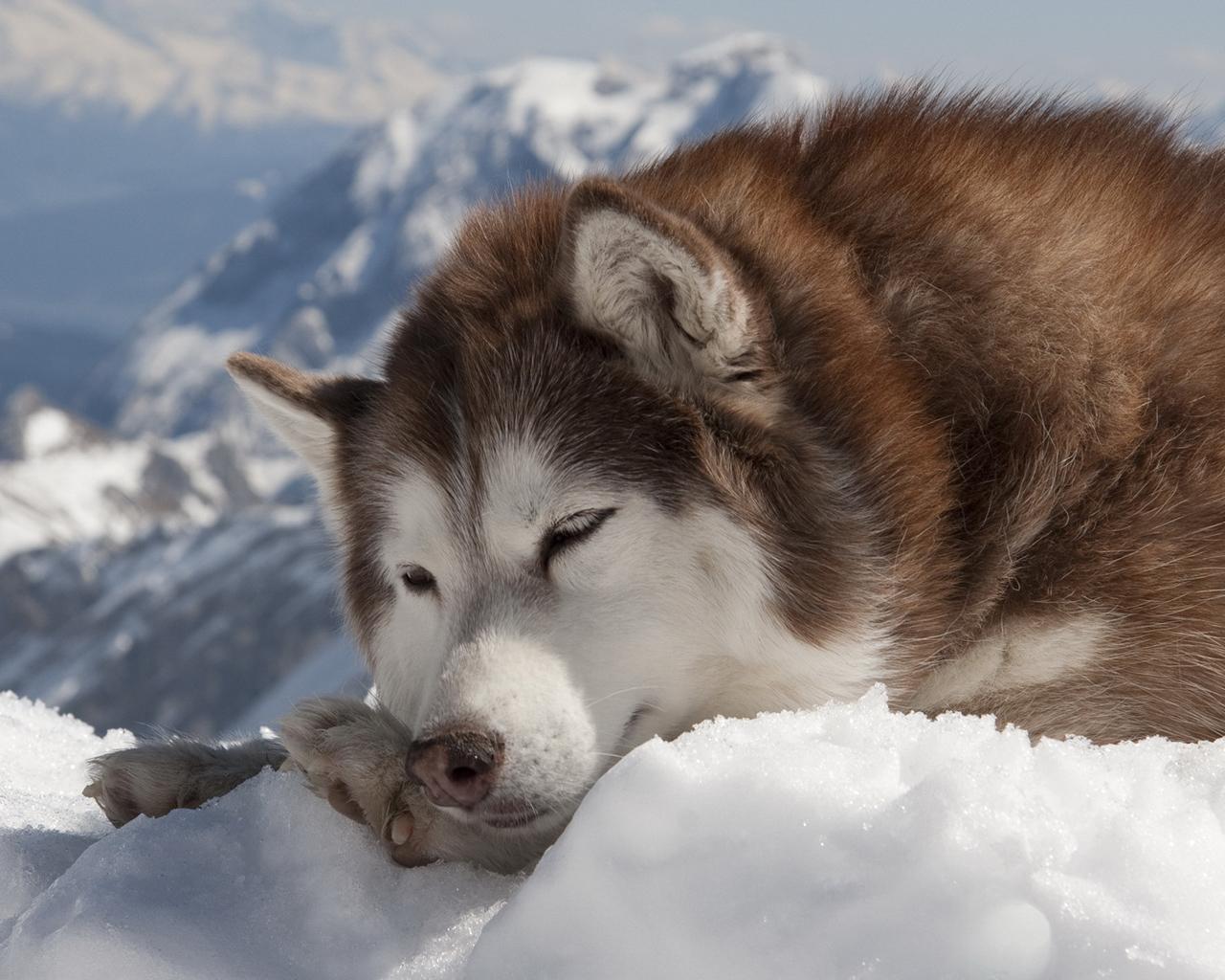 File Name Alaskan Malamute Wallpaper