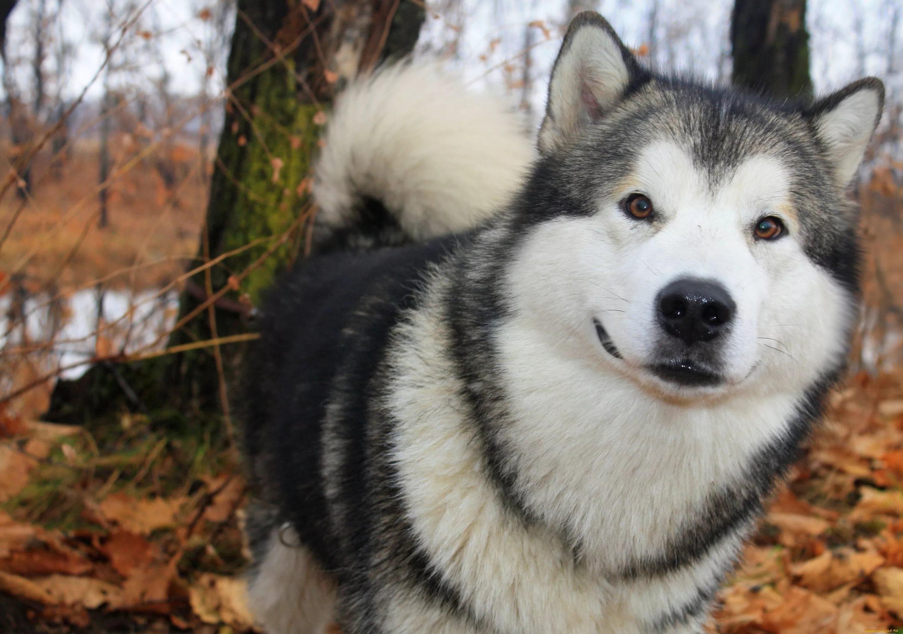 Alaskan Malamute HD Wallpaper free