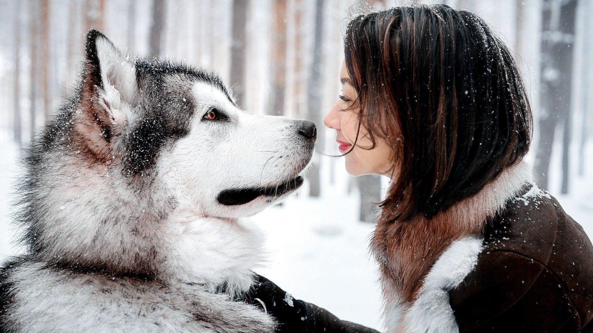 animals, Women outdoors, Smiling, Alaskan Malamute, Water, Dog, Night, Snow HD Wallpaper / Desktop and Mobile Image & Photo