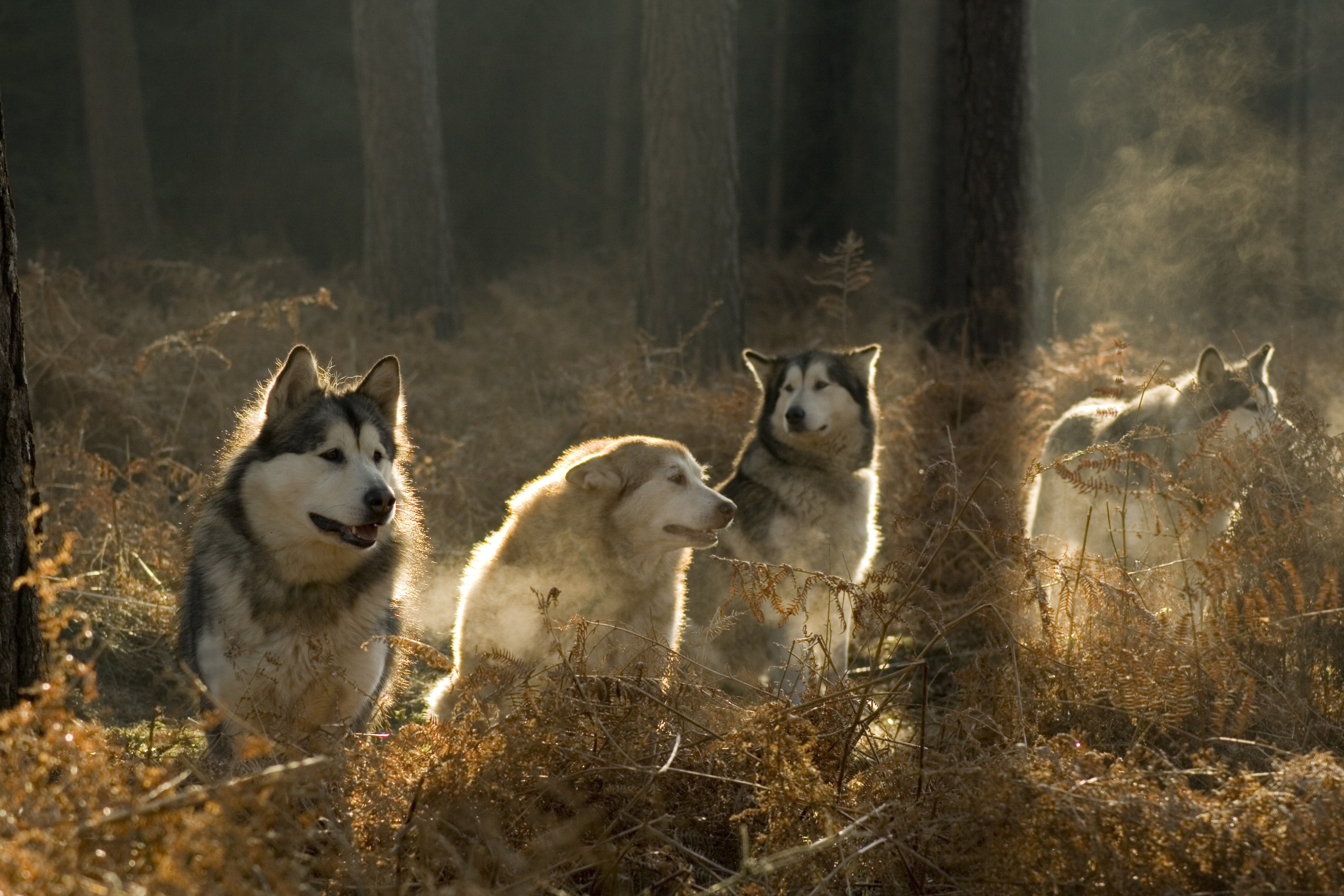 Alaskan Malamutes in the forest wallpaper and image