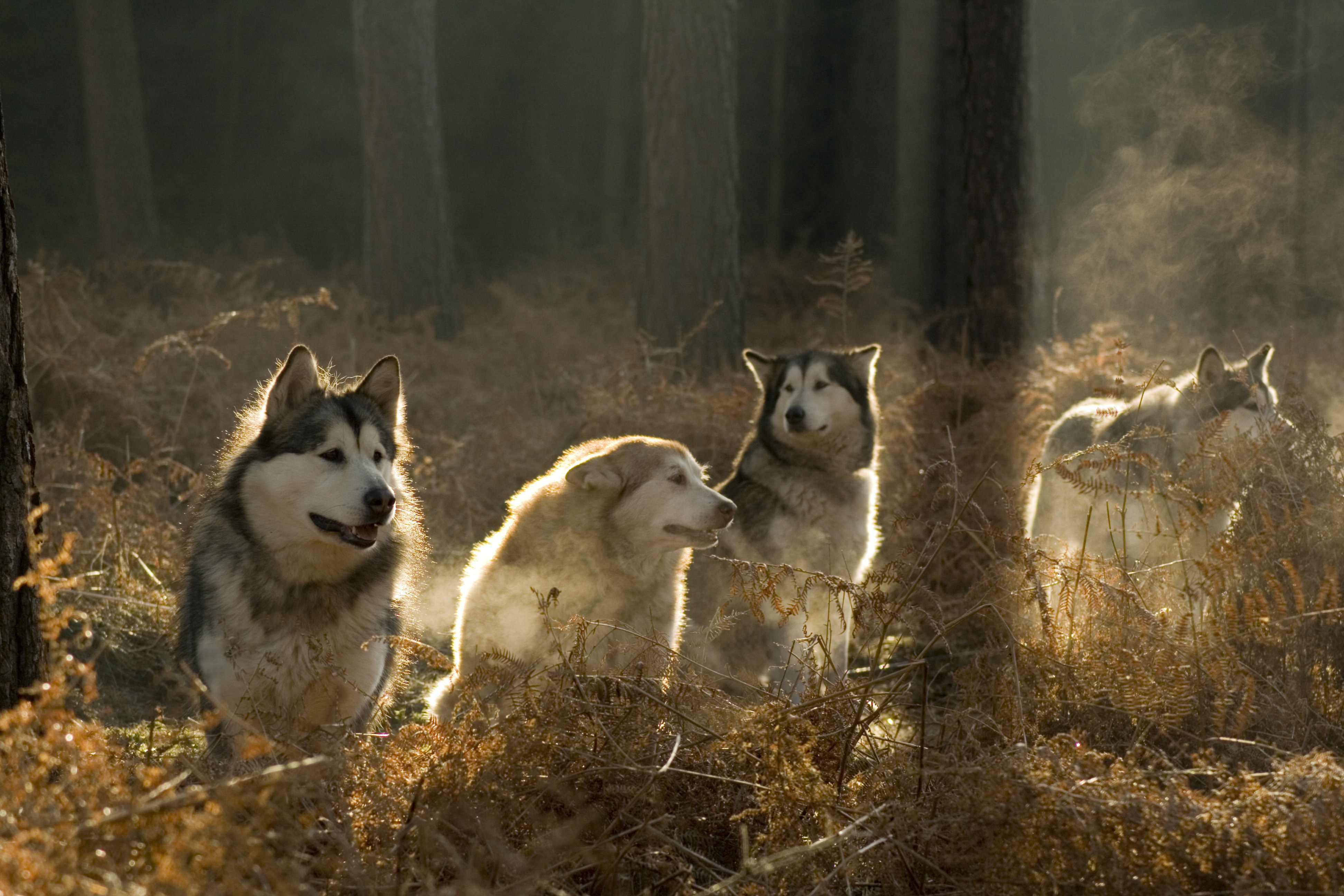 Alaskan Malamute Wallpapers - Wallpaper Cave