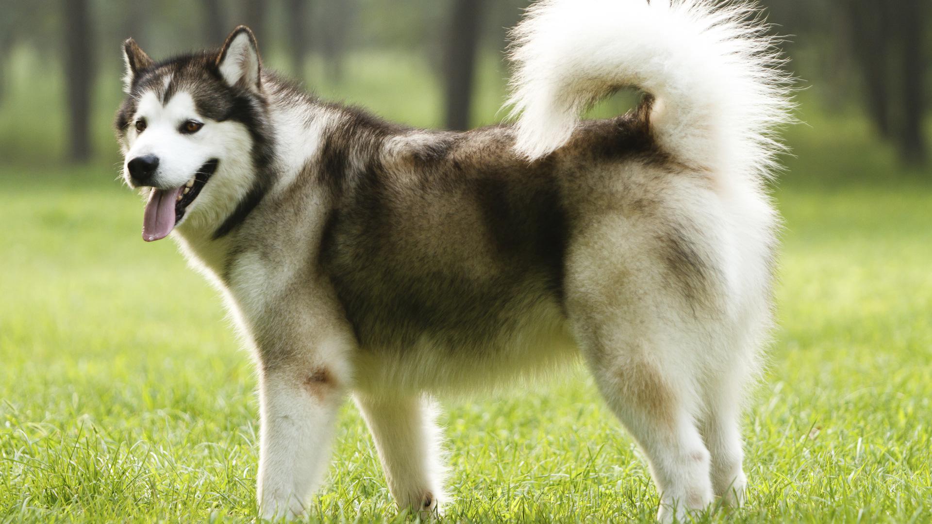 Meet the breed: Alaskan Malamute