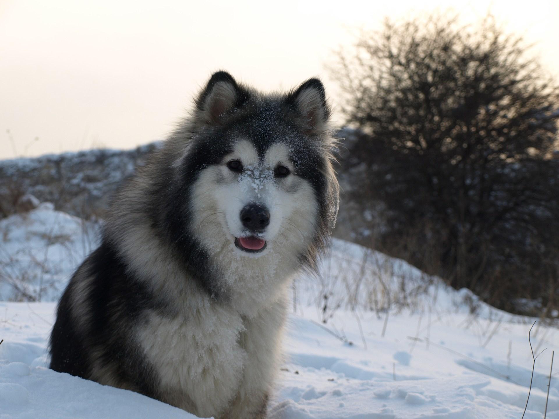 Nice Adult Alaskan Malamute Dog HD Wallpaper Photo