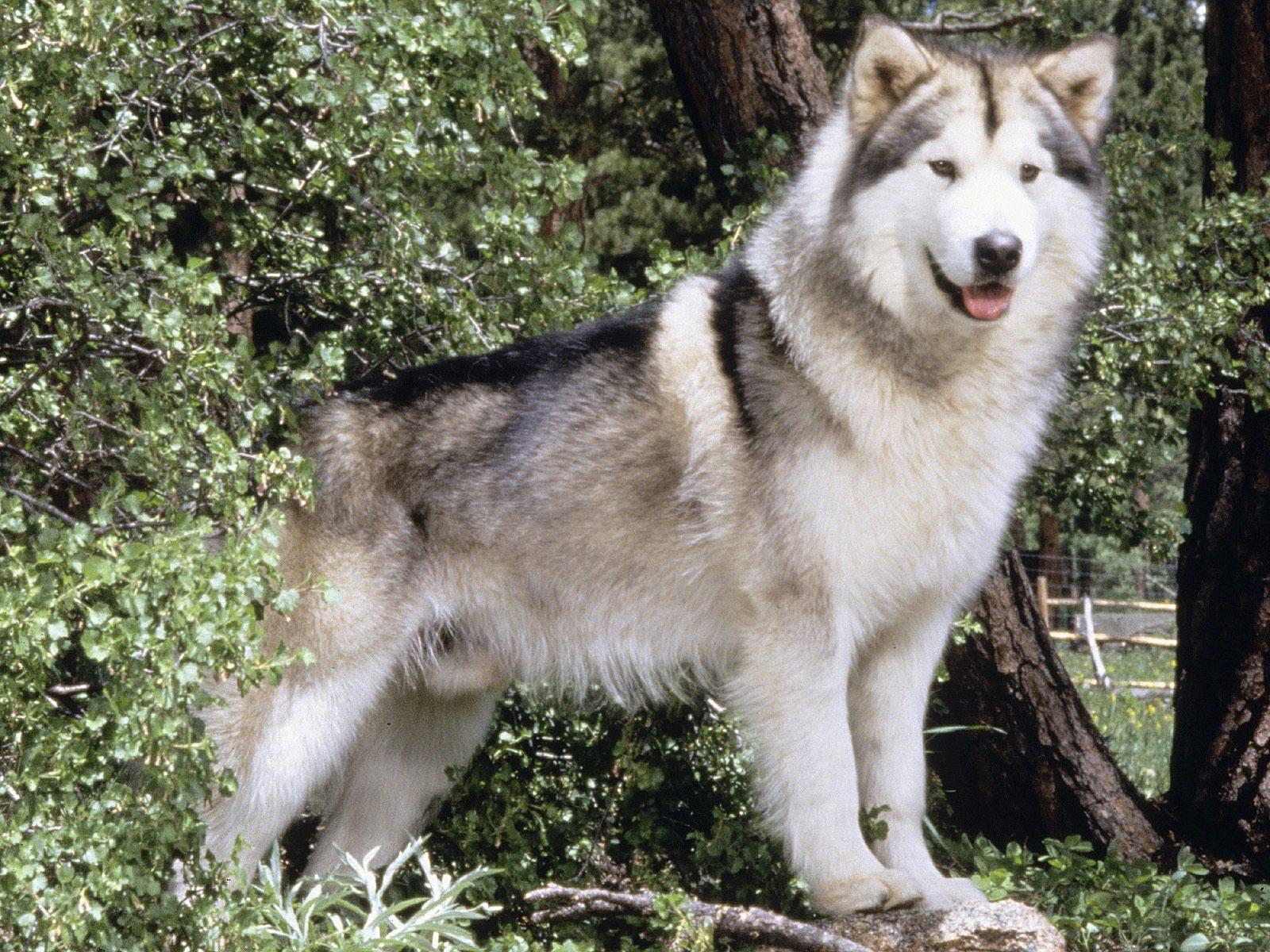 Alaskan Malamute Wallpaper HD Download