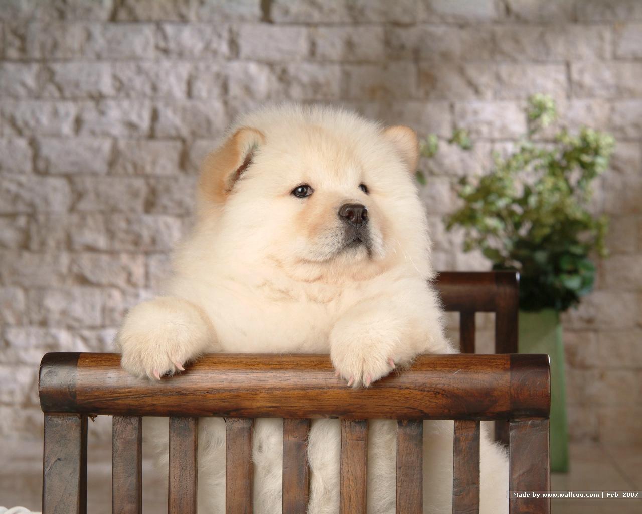 Puppies image Chow Chow Puppy Wallpaper HD wallpaper and background