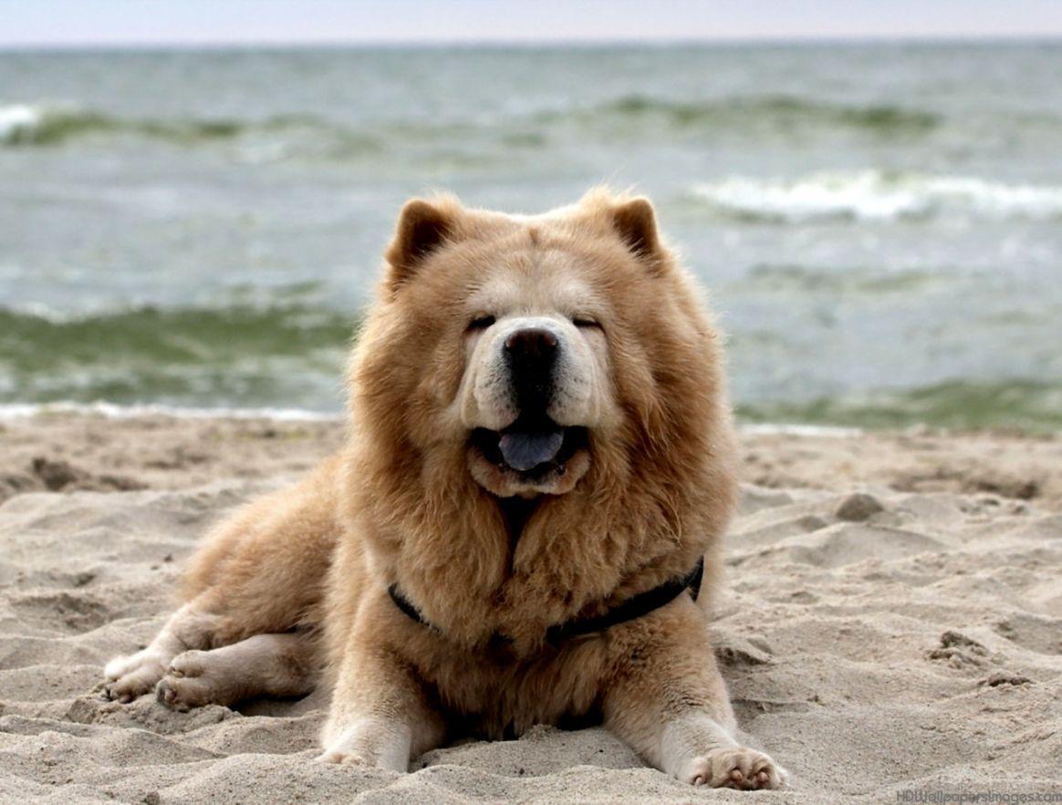 Chow Chow Puppies Widescreen Wallpaper Of High Resolution Free Dog