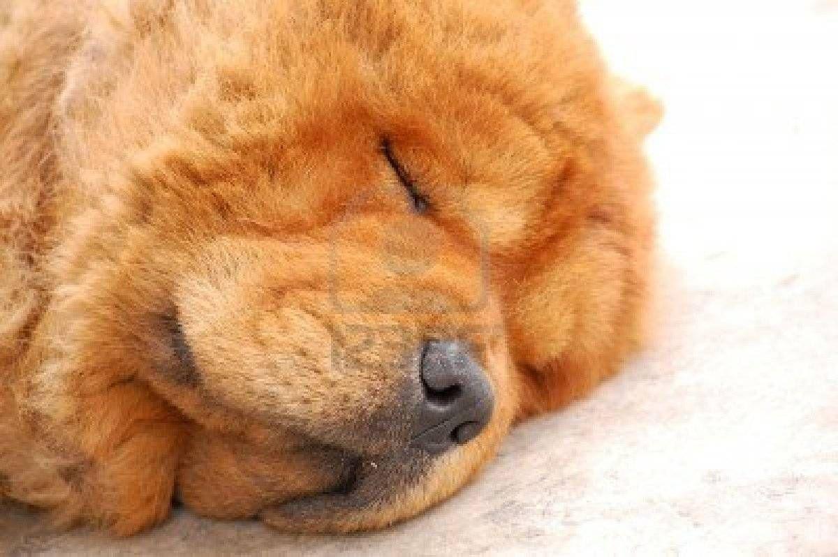 Chow Dog Photo. Chow Chow Dog SLEEPING Chow Chow Dogs