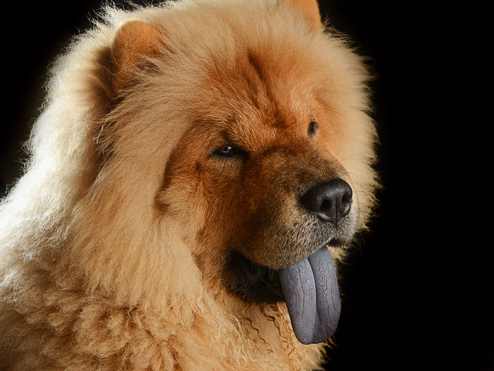 image Chow Chow Dogs Ginger color Snout Head Animals 2048x1536