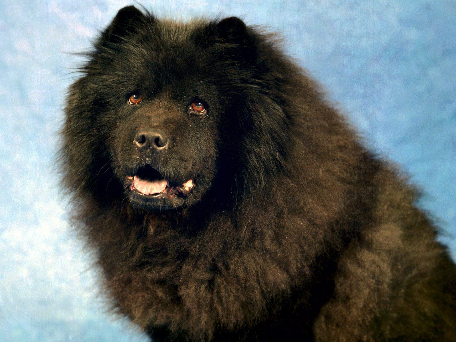 Black Chow Chow Wallpaper Dogs Animals Wallpaper in jpg format
