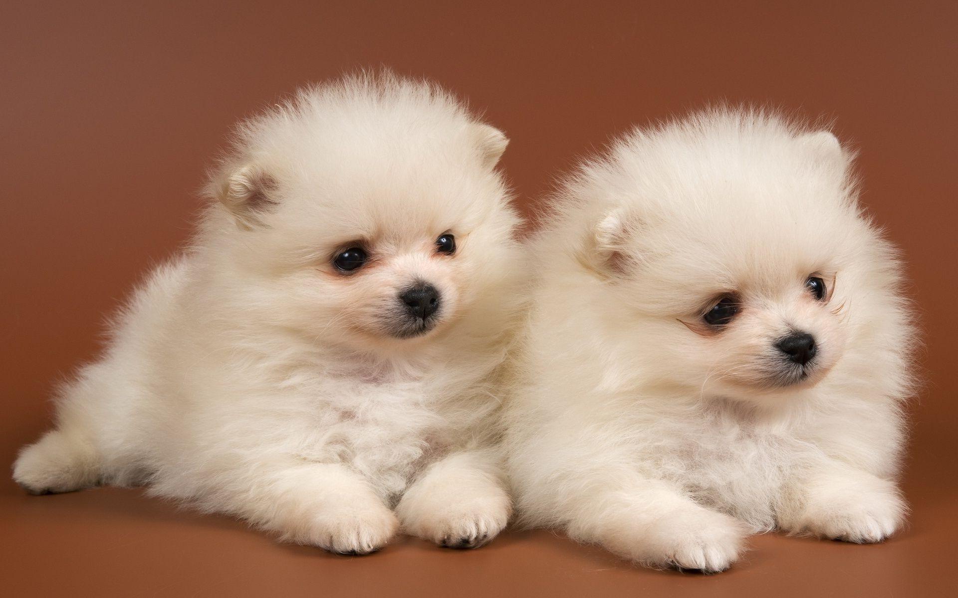 Fluffy puppies Chow Chow snow white. Android wallpaper for free