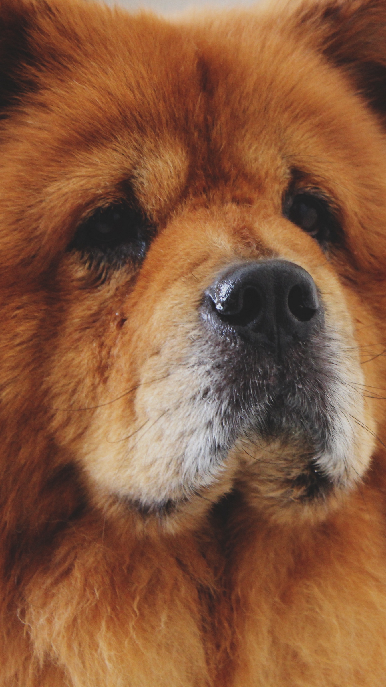 Download wallpaper 1350x2400 chow chow, dog, muzzle iphone 8+/7+/6s+