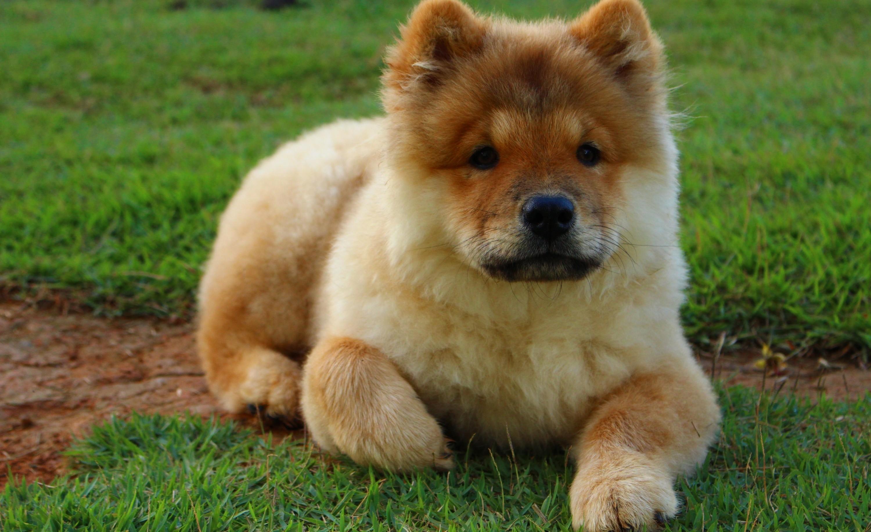 Download 3000x1834 Puppy, Sitting, Grass, Chow Chow, Fluffy, Dogs