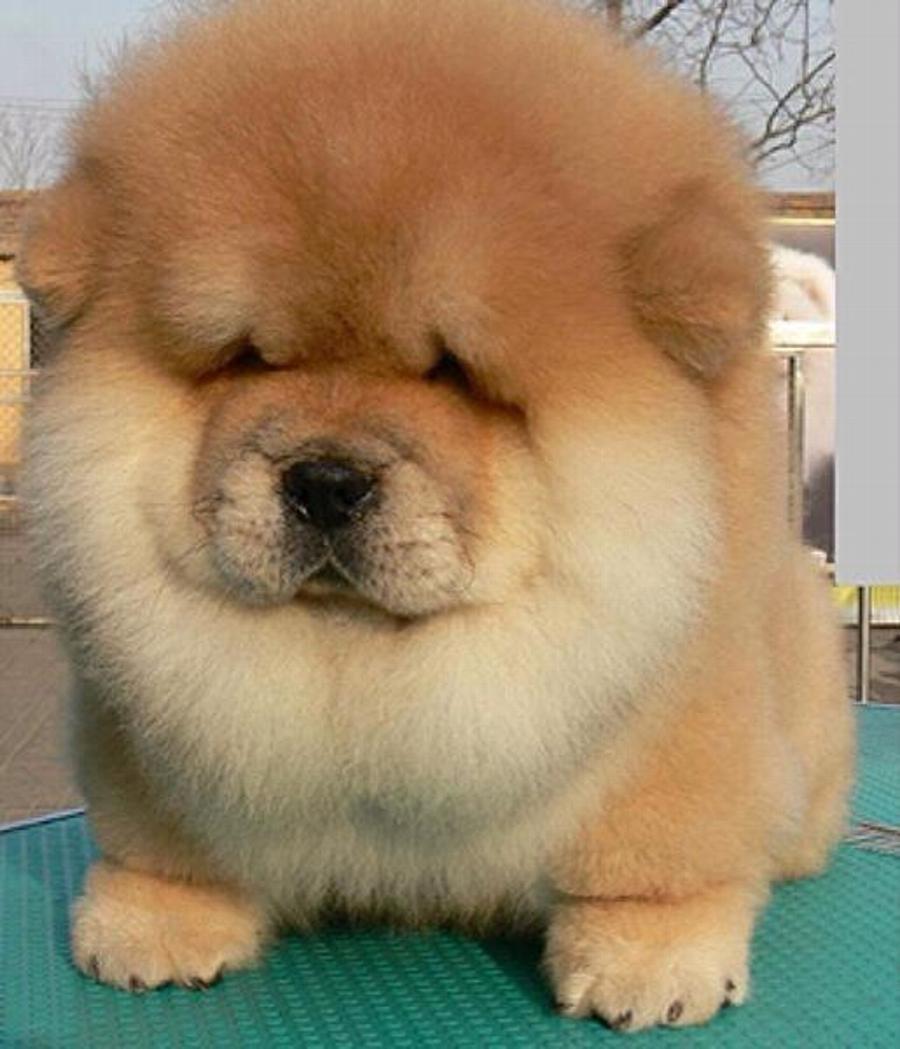 Most Beautiful Chow Chow Dog Picture And Image