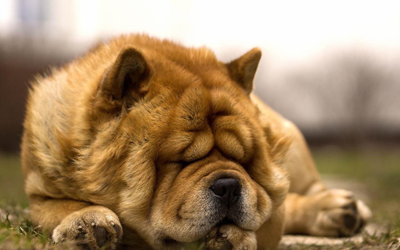 Photos Chow Chow Dogs Sleep Ginger color Animals