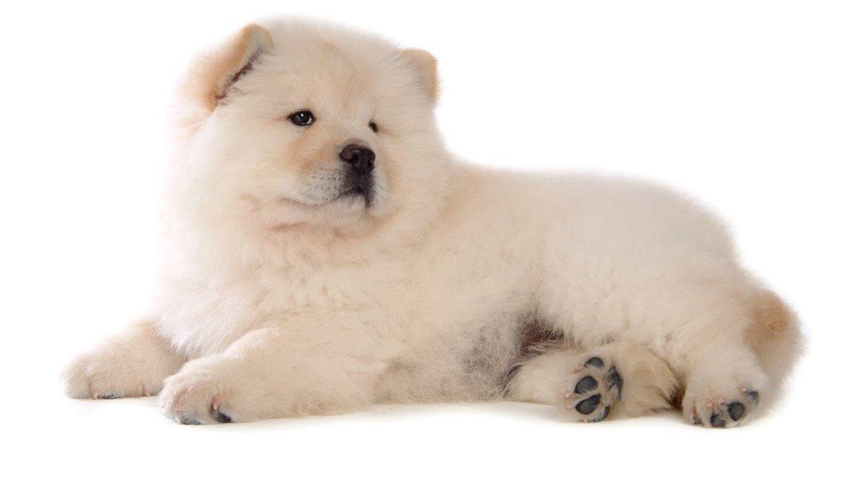 Awesome Chow Chow wallpaper for iPhone, iPad