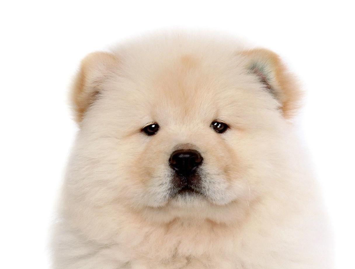 Download Picture of Chow Chow on Animal Picture Society