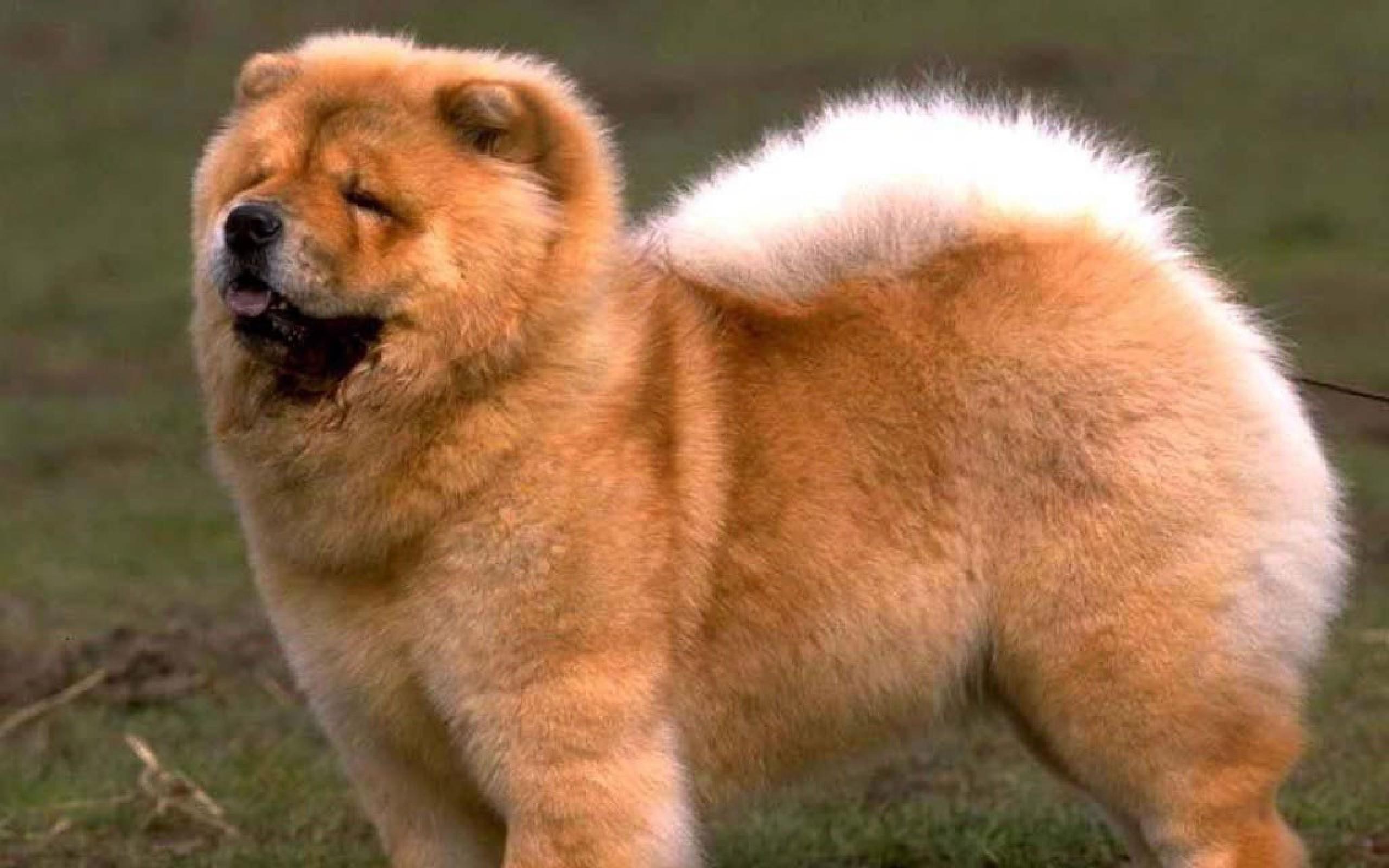 Free Chow Chow Wallpaper SL2ZY