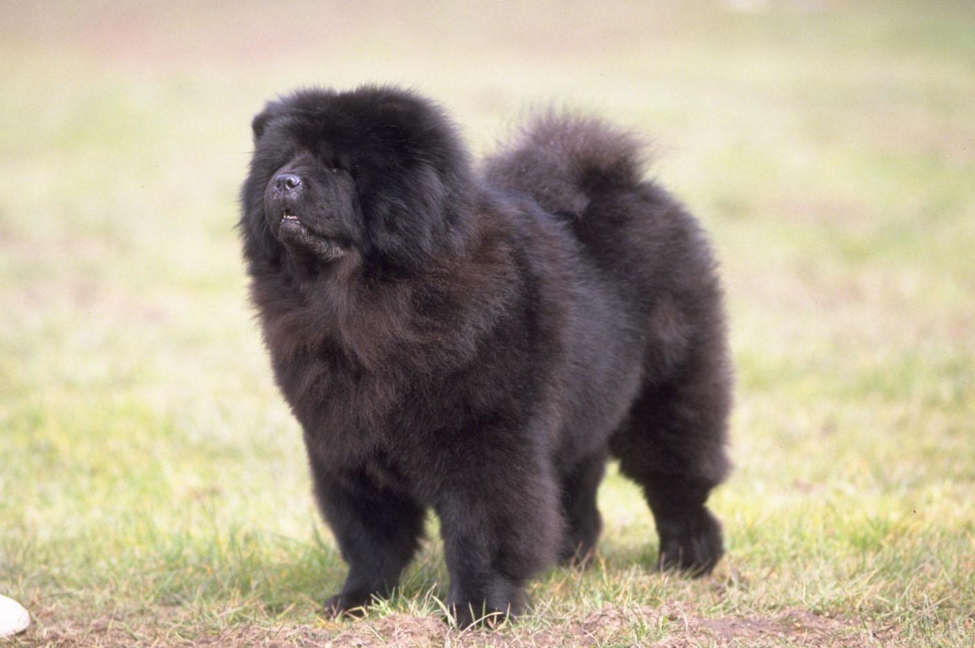 Chow Chow Wallpaper HD Download