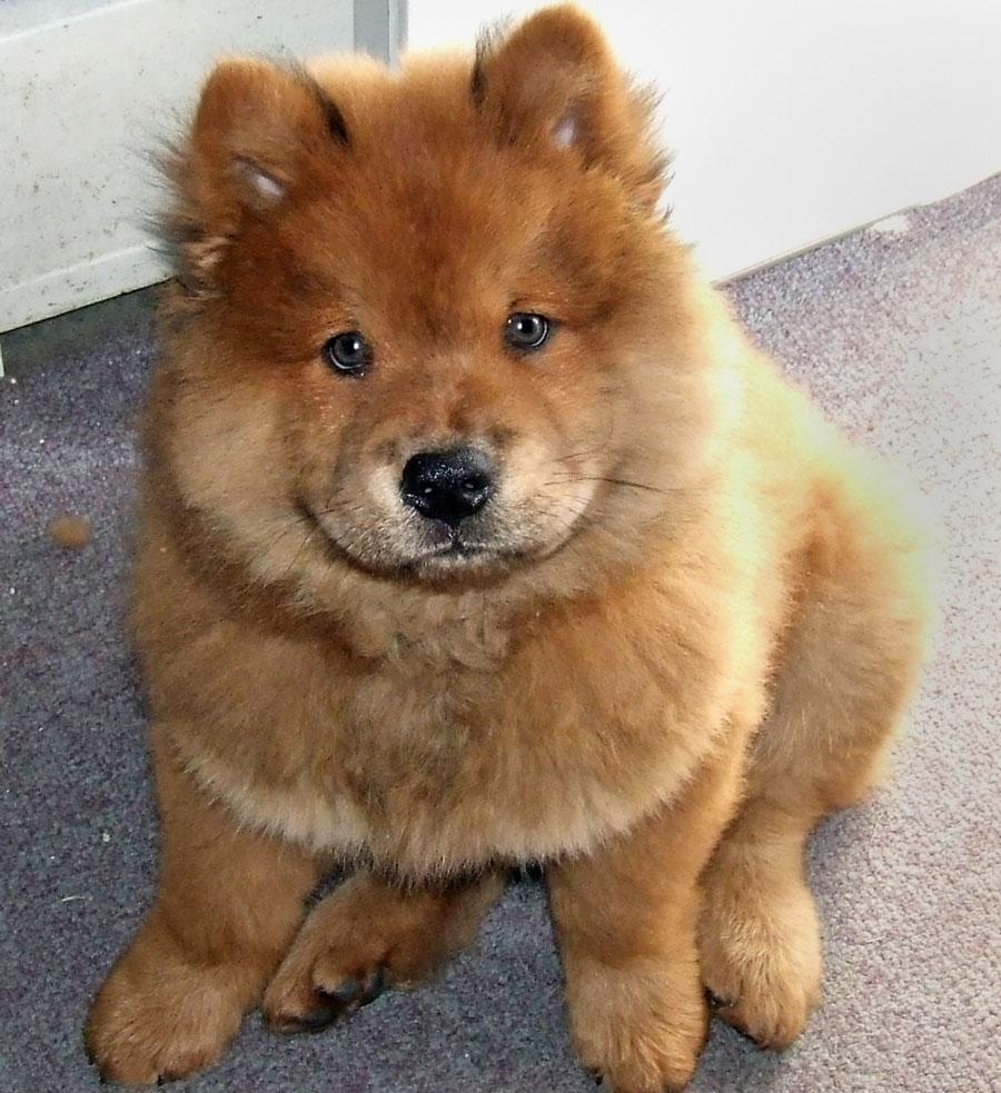 Wallpaper for Chow Chow › Resolution 900x983px