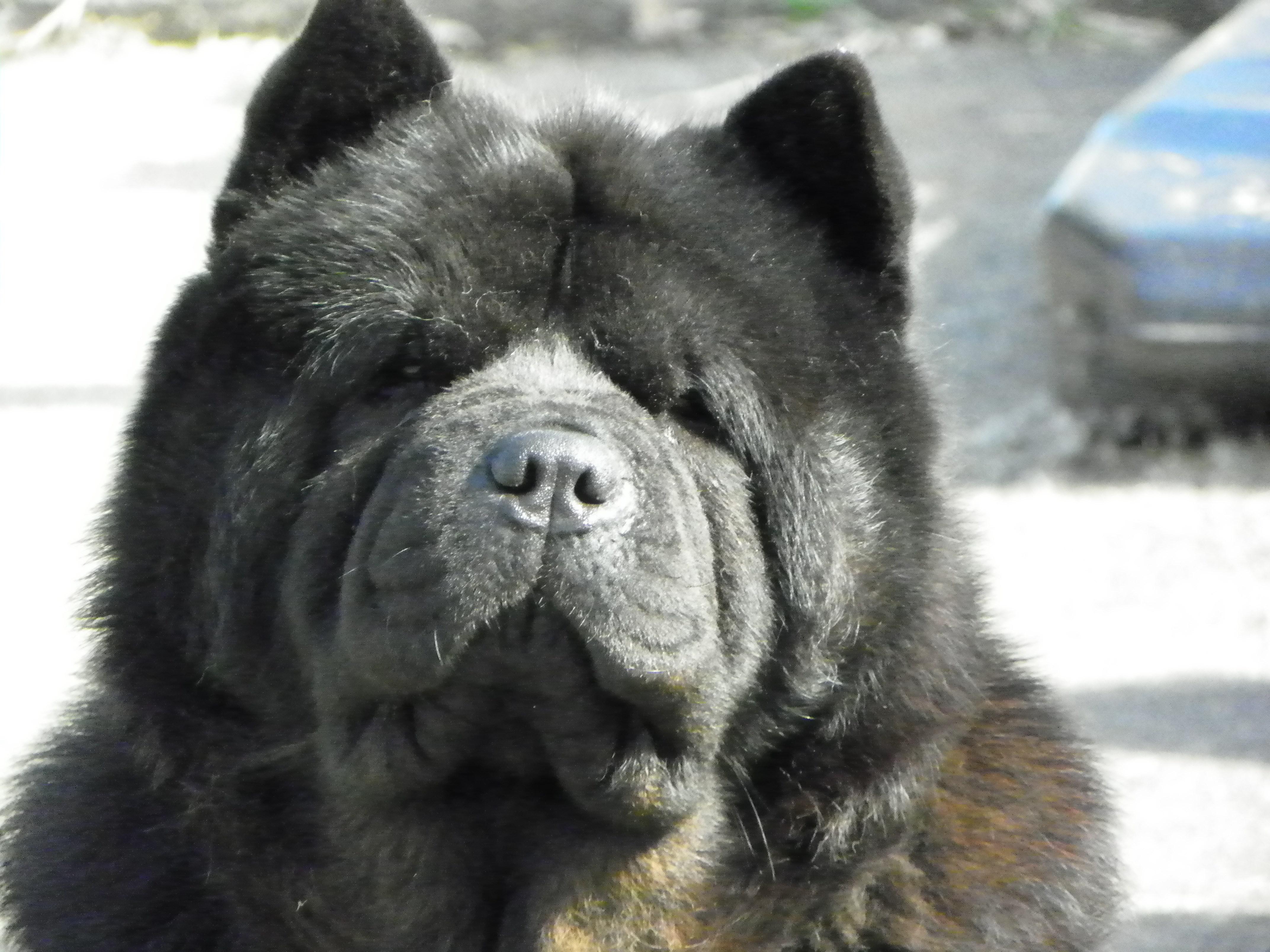 free high resolution wallpaper chow chow