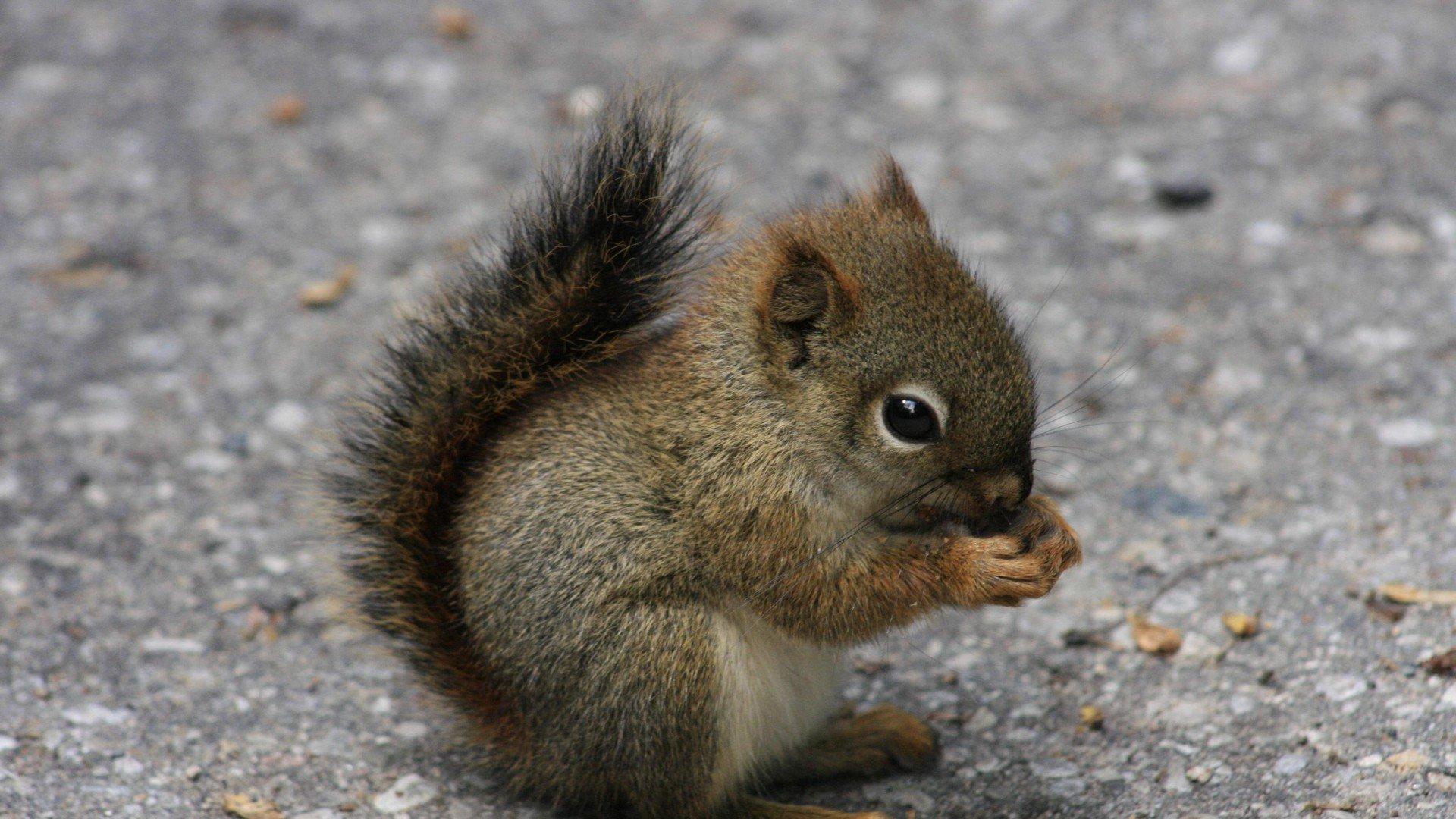 Squirrel, HD Animals, 4k Wallpaper, Image, Background, Photo