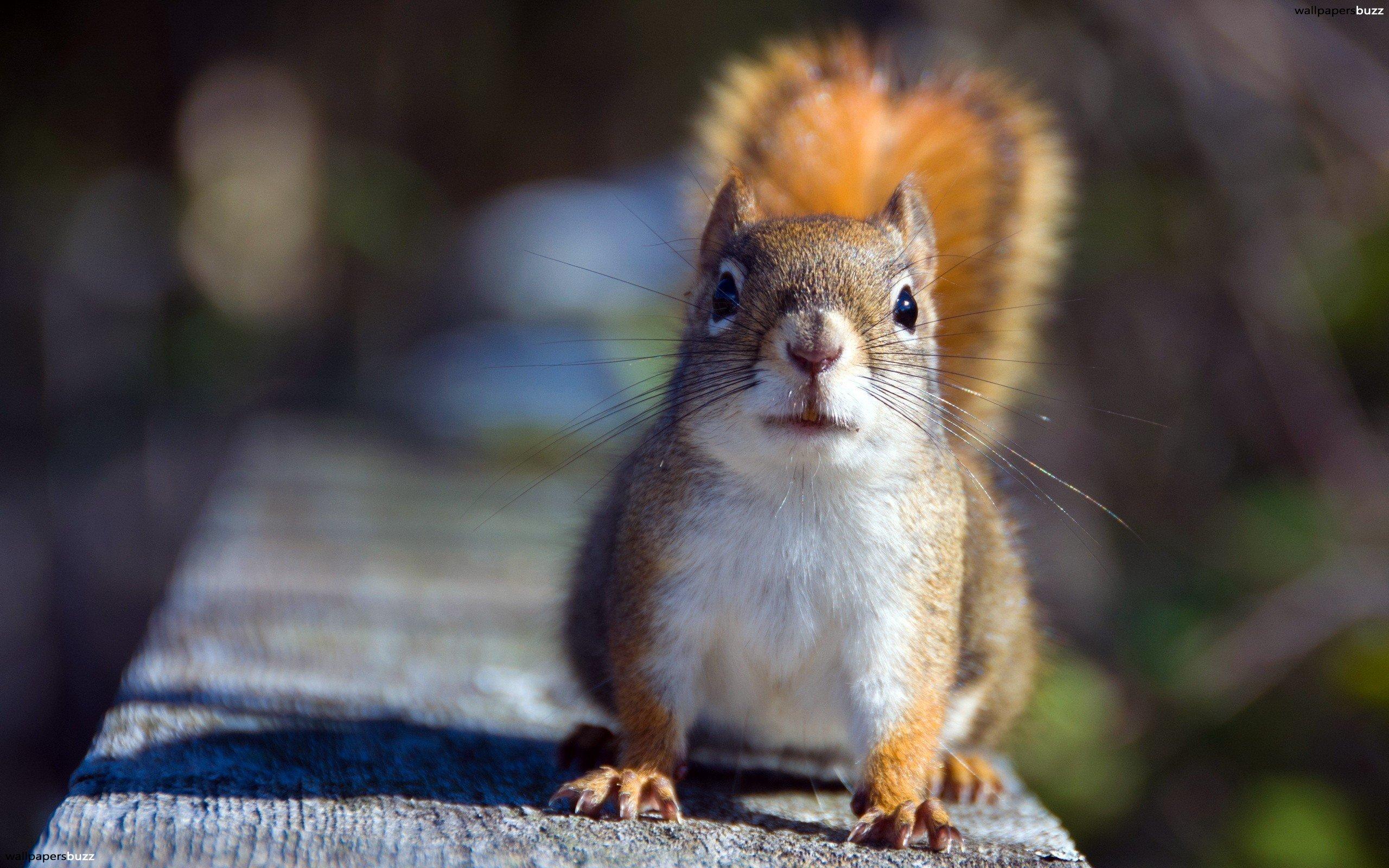 Curious squirrel HD Wallpaper